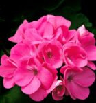 Profumo Yodeyma - Root - Eau de Parfum